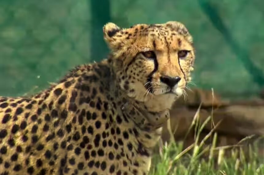 Kuno National Park,कूनो राष्ट्रीय उद्यान मध्य प्रदेश, कूनो नेशनल पार्क, कहां है कूनो नेशनल पार्क, कूनो वाइल्डलाइफ सैंक्चुरी, कूनो नेशनल पार्क कैसे पहुंचें, कूनो नेशनल पार्क की खासियत, indias first cheetah sanctuary Kuno National Park,कूनो वाइल्ड सैंक्चुरी, मध्य प्रदेश का कूनो नेशनल पार्क