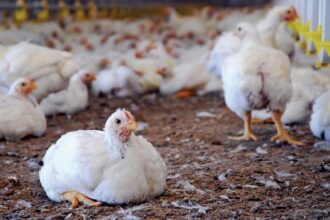 Poultry Farms